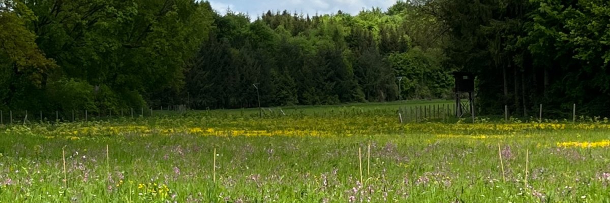 Schafhaltung in Wörthsee