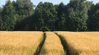 Getreidefeld in Wörhtsee