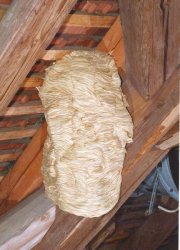 Hornissen - friedliche Gartenhelfer