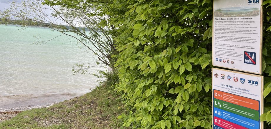 Plakate Quagga-Muschel Wörthsee